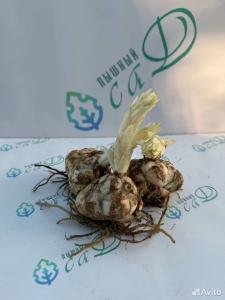 Лилия "ЙЕТИ" 3 штук (размер 18/20)