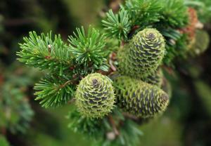 ПИХТА 2-Х летка (стакан С2)