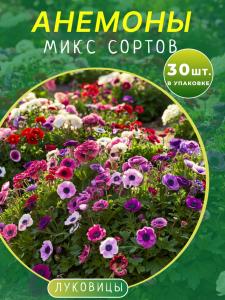 Анемоны микс 30 штук
